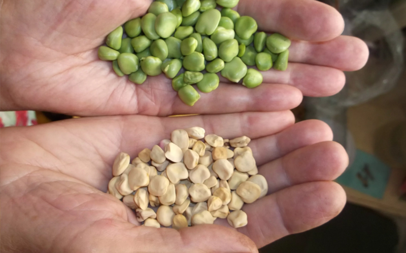 насіння гороху ціна